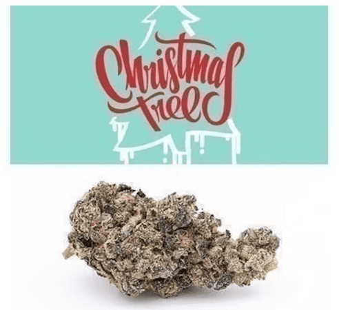 Christmas Tree Cookies weed. Seed Junky Genetics created Christmas Tree as a combination of Cookies’ Gelato 41 and a Sherbet backcross. The top