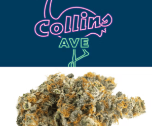Collins Ave Cookies weed. Stress is a part of life. is a balanced sativa-indica hybrid strain from the Cookies Fam. The top reported aromas are
