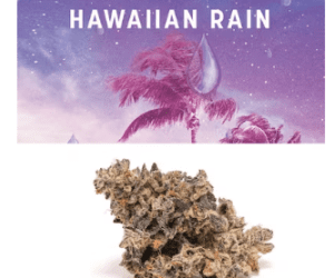 Hawaiian Rain Cookies weed