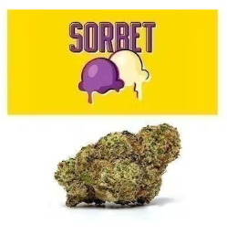 Sorbet Cookies weed. Seed Junky Genetics created Sorbet as a combination of Cookies’ Gelato 41 and a Sherbet backcross. The top reported aromas of the