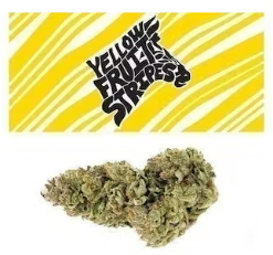 Yellow Fruit Stripes Cookies weed. Seed Junky Genetics created Yellow Fruit Stripes as a combination of Cookies’ Gelato 41 and a Sherbet backcross.